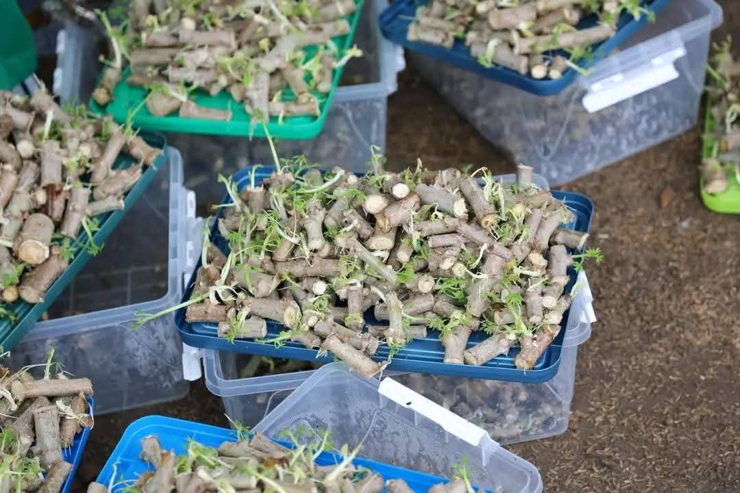 MODERNISATION DE LA PRODUCTION DE SEMENCES DE MANIOC AU CNRA GRÂCE AU SOUTIEN DU PDC2V