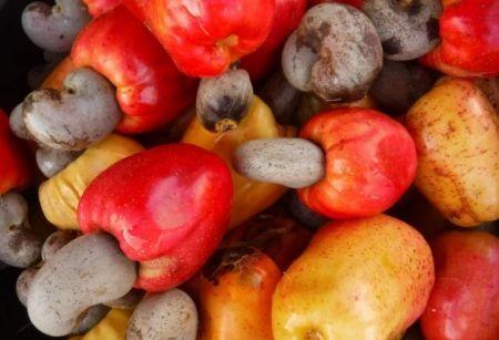 FILIÈRE ANACARDE : LA CÔTE D’IVOIRE S’ALLIE À UN PARTENAIRE AMÉRICAIN POUR BOOSTER L’EXPORTATION D’ANACARDE.