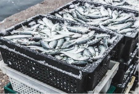 MAROC - INTERDICTION DES EXPORTATIONS DE SARDINES CONGELÉES PAR LE MAROC À PARTIR DU 1ER FÉVRIER.
