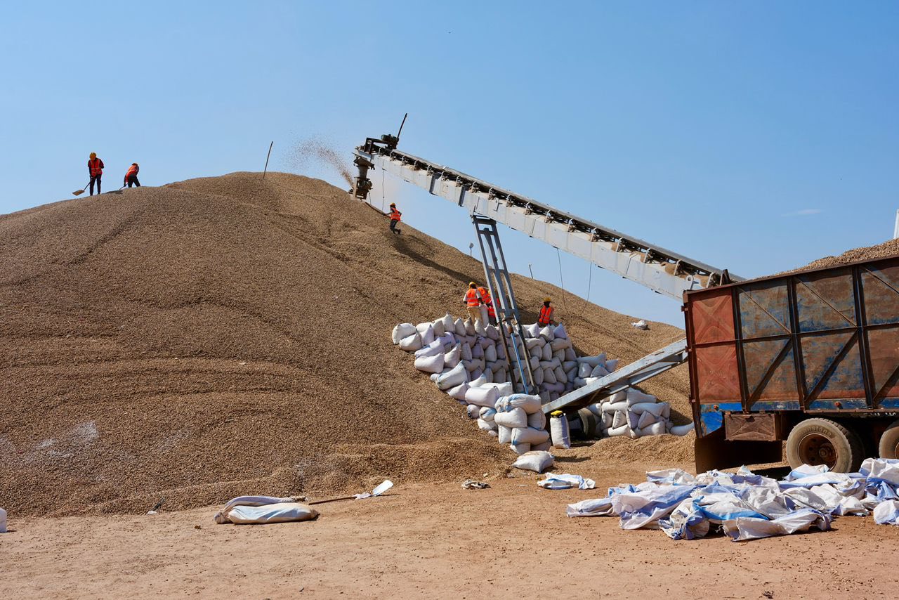 SENEGAL - SONKO BOOSTE LA CAMPAGNE ARACHIDIÈRE À KAOLACK