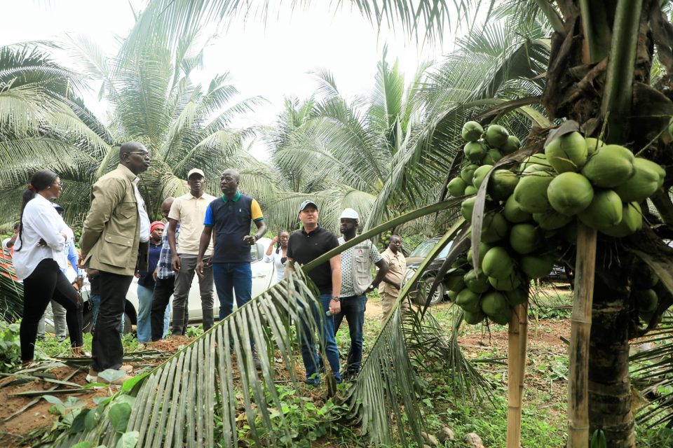 CÔTE D’IVOIRE-ALEPE: LA RELANCE DE LA COCOTERAIE AU CŒUR DES ENJEUX DE DÉVELOPPEMENT RURAL