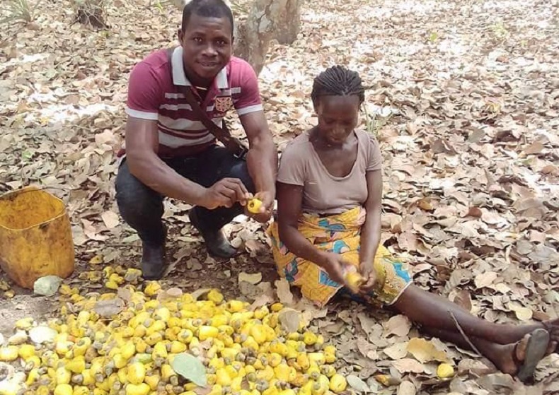 CÔTE D’IVOIRE – DEUX JOURS DE FÊTES EN L’HONNEUR DES PRODUCTEURS DE COTON, D’ANACARDE ET DE KARITÉ (JNPCA 2026)