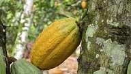 CÔTE D'IVOIRE - INTERDICTION TEMPORAIRE DES EXPORTATIONS DE CACAO IVOIRIEN VERS LE BRÉSIL