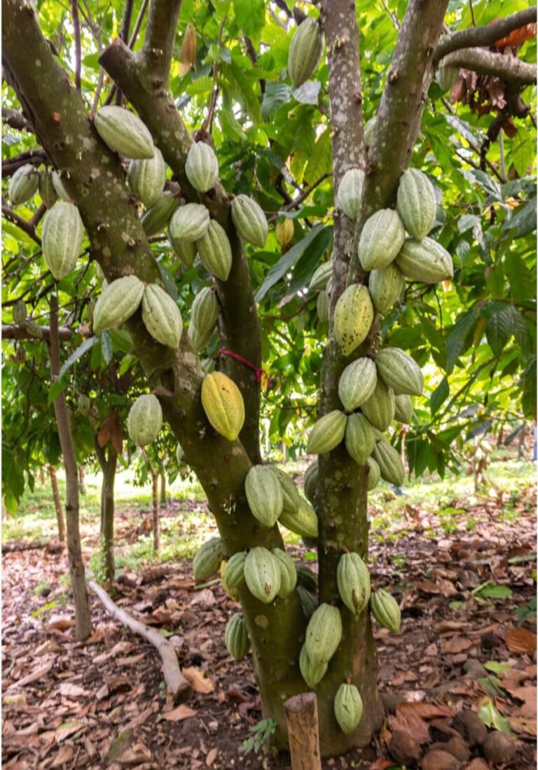 CAMEROUN-FILIÈRE CACAO : LE PRIX DU KILOGRAMME CHUTE ENTRE 1 200 ET 800 FCFA DANS CERTAINS MARCHÉS