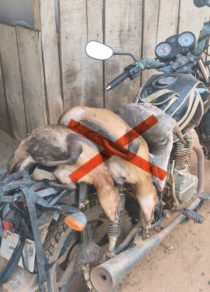 CÔTE D’IVOIRE-CAVALLY : TROIS CEPHALOPHES PROTEGES SAISIS ET INCINERES À ZAGNÉ