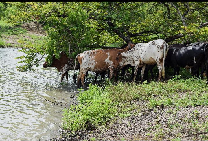 CÔTE D’IVOIRE-PARC NATIONAL DE LA COMOÉ : DEUX BOUVIERS CONDAMNÉS POUR PÂTURAGE ILLÉGAL