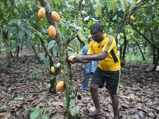 LES LITIGES FONCIERS AU LIBERIA POUSSENT DES PLANTEURS IVOIRIENS ET BURKINABÈ A REVENIR MASSIVEMENT À TAÏ