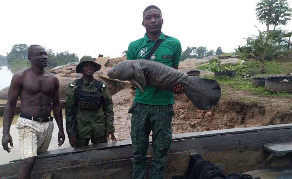 Côte d'Ivoire : Une mission de terrain met au jour des sites de ponte de tortues et des zones de présence de lamantins à Sassandra et Fresco
