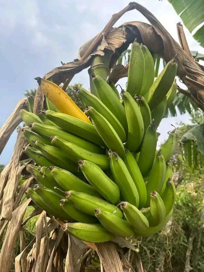 Le plantain, nouvel or vert des régions humides de Côte d’Ivoire
