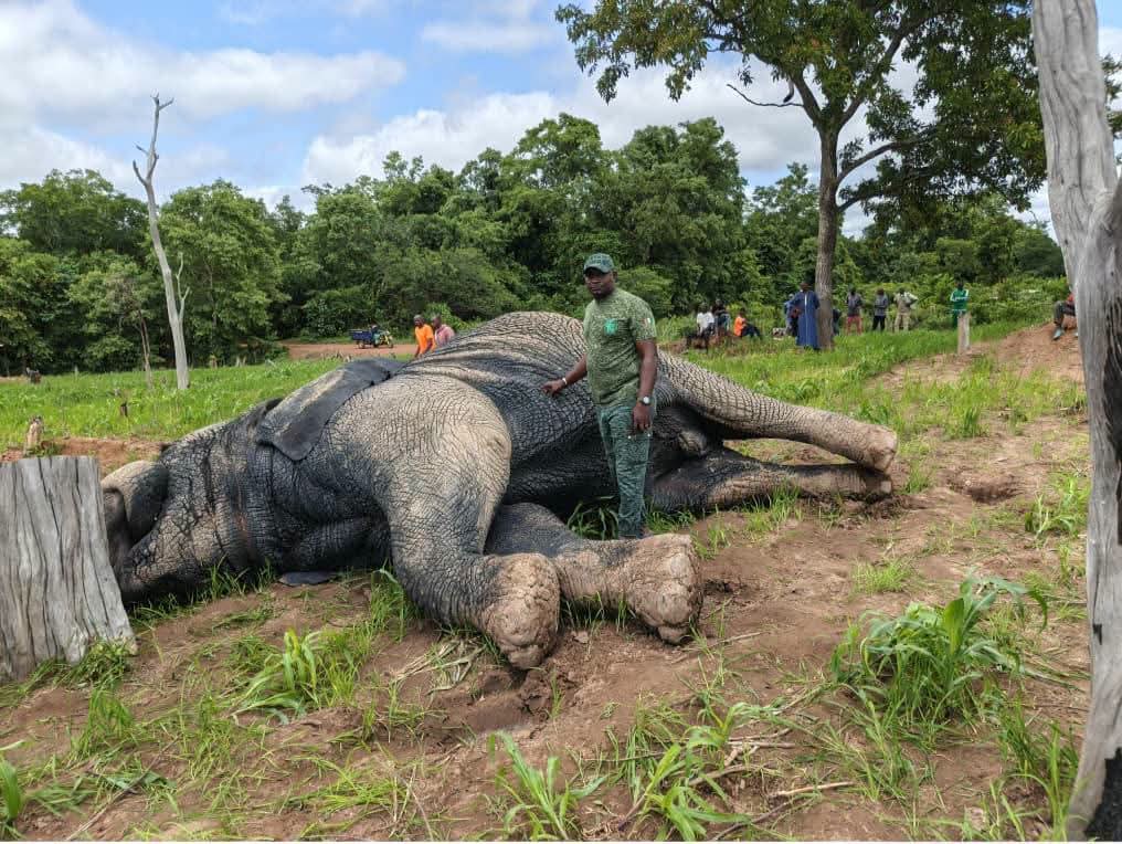 Un drame à M’bengué : un éléphant électrocuté au cœur des champs