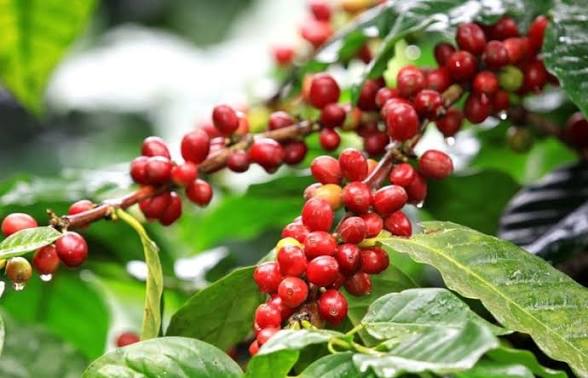 La Côte d'Ivoire mise sur la qualité de son café pour conquérir le marché mondial