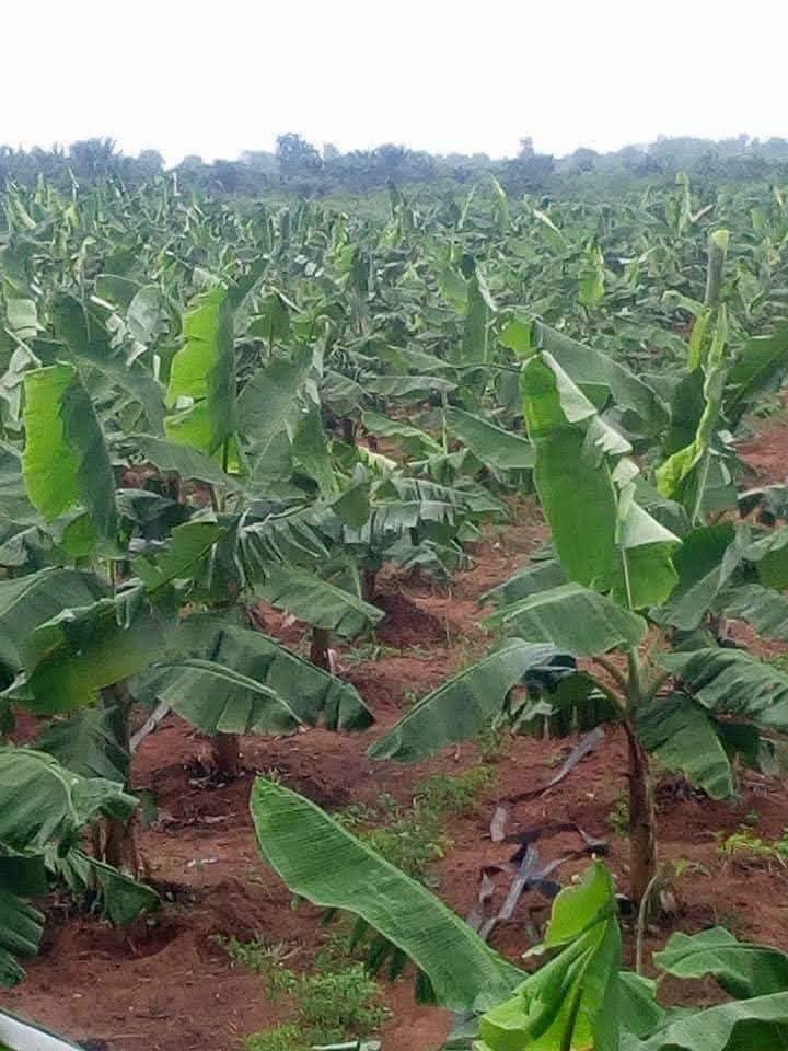 80% des producteurs perdent une partie de leur récolte à cause d’un mauvais entretien du bananier-plantain.