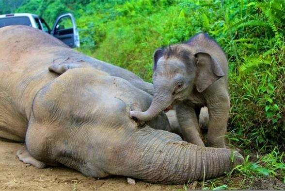 Quinze éléphants morts dans le parc d’Amboseli : le cyanure contenu dans des pesticides pointé du doigt