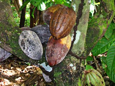 Une bio‑solution ivoirienne contre le swollen shoot redonne espoir aux cacaoculteurs