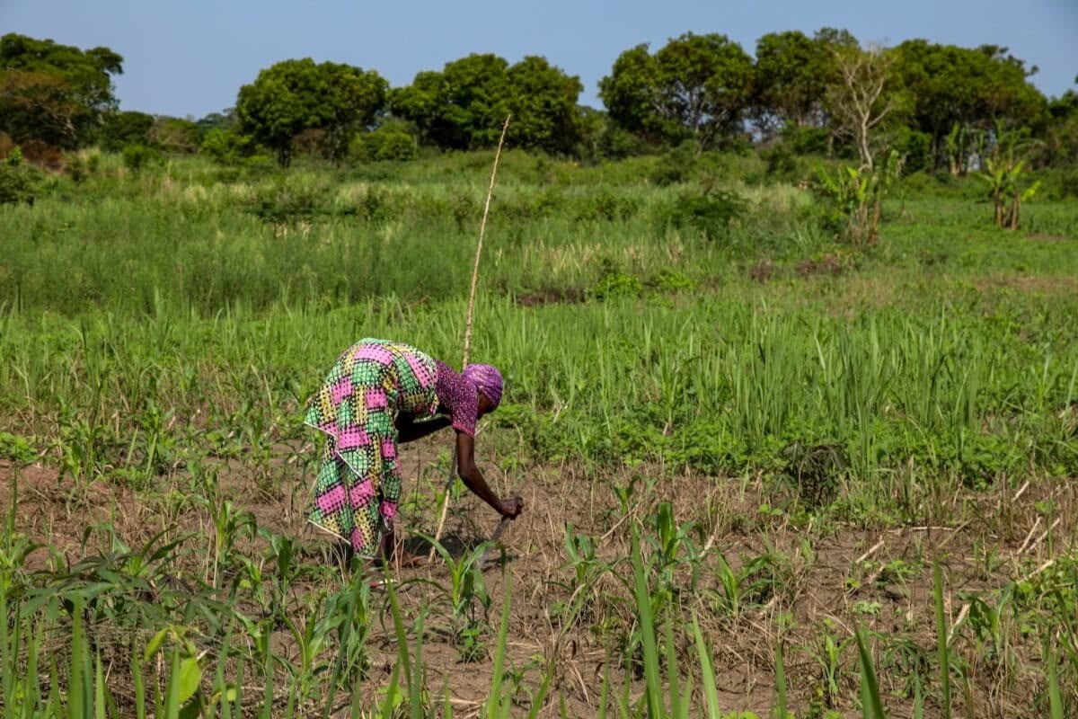 Face au Climat, le Cameroun mise sur l'Agriculture intense