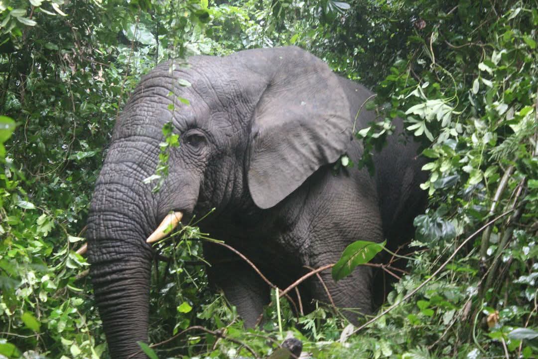 12 août, journée mondiale de l'Eléphant