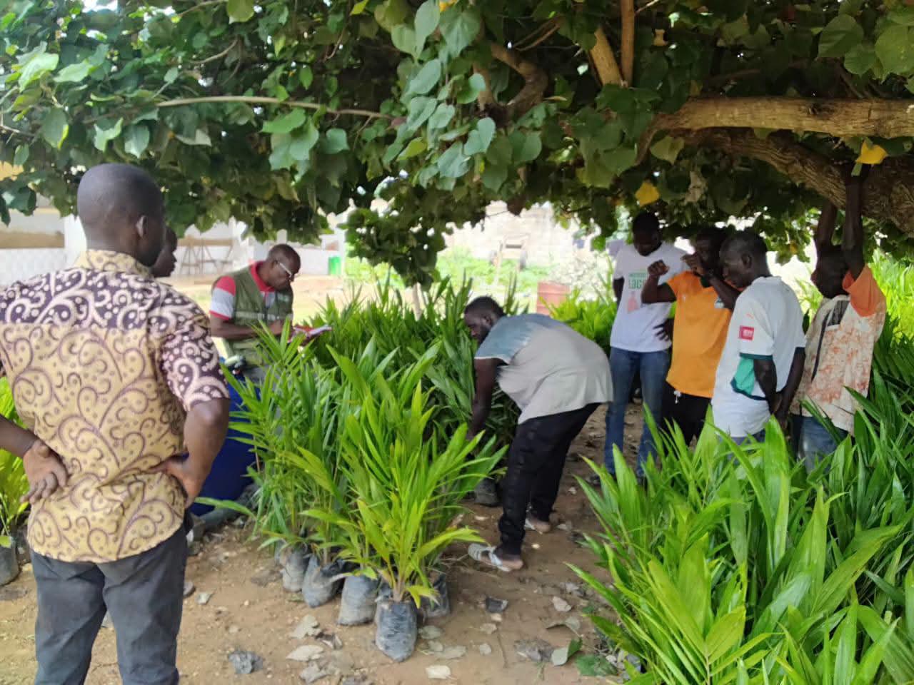 Zone Centre — PIDACC/BN : distribution de plants et appui technique pour renforcer les parcelles agroforestières