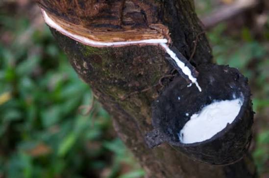 La Côte d’Ivoire annoncée deuxième producteur mondial de caoutchouc naturel