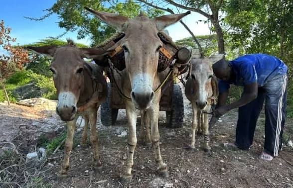 78 ânes saisis à M’Bengué frontière nord de la Côte d'Ivoire : l’exportation clandestine vers le Ghana interrompue