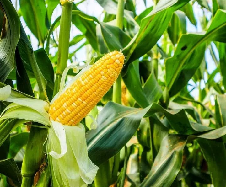 Le Sénégal transforme son immense potentiel agricole en production concrète