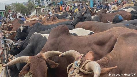 Niger: Plus de 5 000 ruminants interceptés pendant la nuit, 142 personnes arrêtées à Tahoua