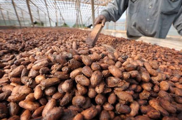 Un prix national ivoirien fixé à 1 200 FCFA place le pays en queue de classement