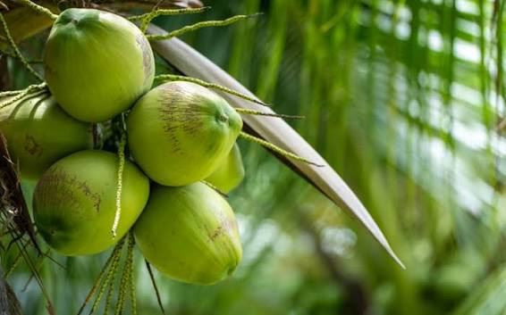 Le ministre Bruno Nabagné Koné dévoile un plan national pour relancer la filière Coco en Côte d'Ivoire à l'occasion de la journée mondiale de la noix de Coco