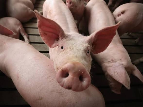 Cela fait 2 ans que des éleveurs attendent toujours leur indemnisation après les abattages liés à la peste porcine