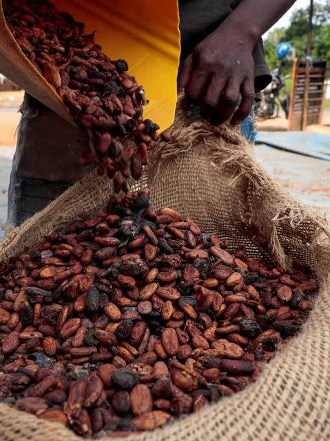 Filière Cacao : Le Cameroun se moque de la Côte d'Ivoire