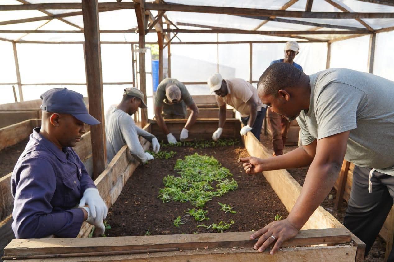 Comores : 100 632 vitro-plants de bananier livrés pour renforcer la souveraineté alimentaire