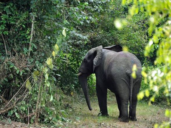 Côte d’Ivoire : un cultivateur grièvement blessé par un éléphant dans le nord