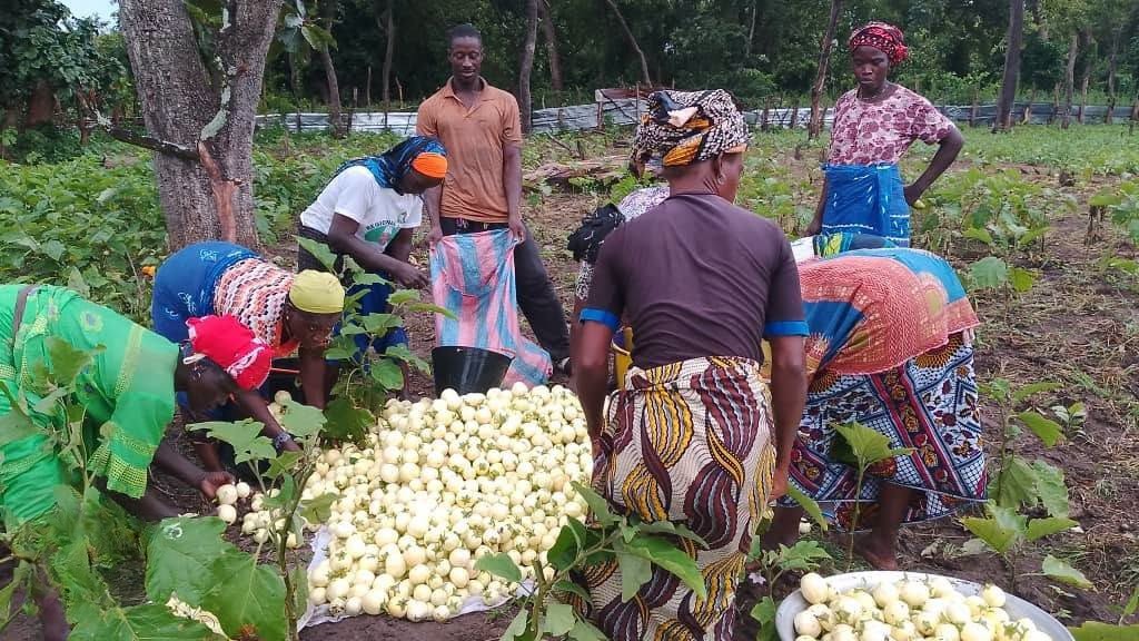 Côte d'Ivoire : L’Association Binkéléman de Naguina signe une campagne maraîchère prometteuse avec le PIDACC/BN dans le Folon