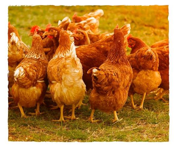 Gabon : Libreville recule sur l’interdiction du poulet importé face à la pression américaine