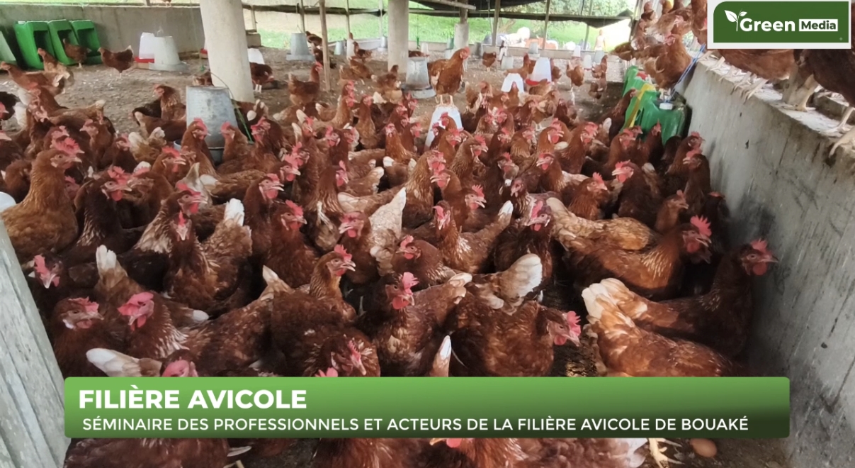 AVICULTEURS DE BOUAKÉ EN SÉMINAIRE DE FORMATION
